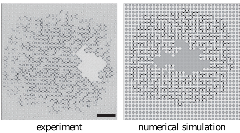 Formation of labyrinthine drying patterns in 2D model porous media