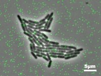 Deciphering the role of mechanical cues during bacterial adhesion and biofilm formation