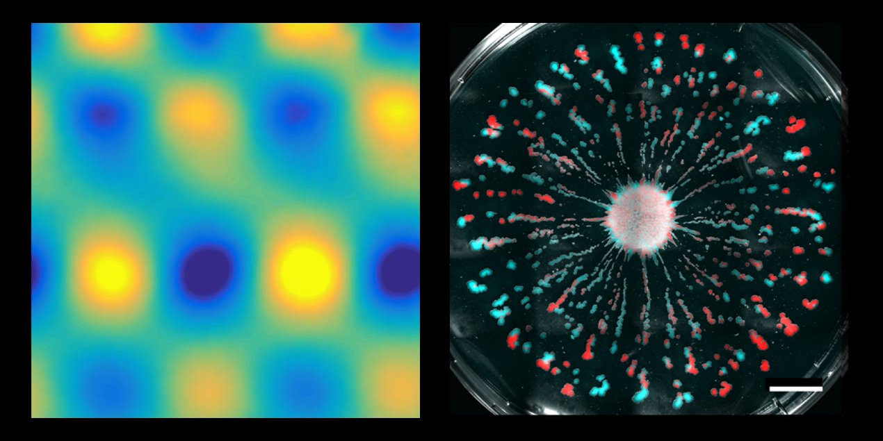  From topological surface states to metabolically driven flows in stratified fluids 