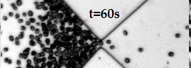 Flowing Active Suspensions: plankton as a model active particle