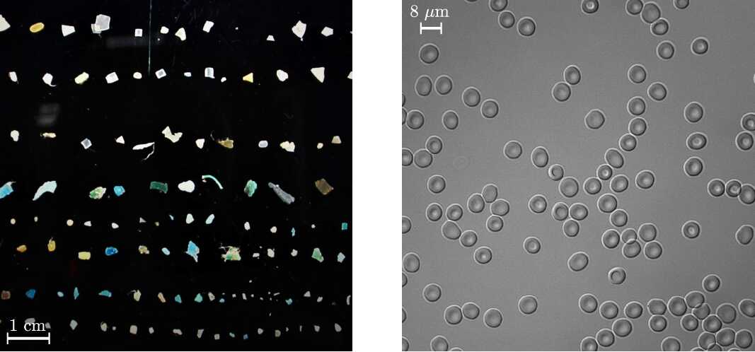 Particle dynamics: From microplastics in the ocean to red blood cells