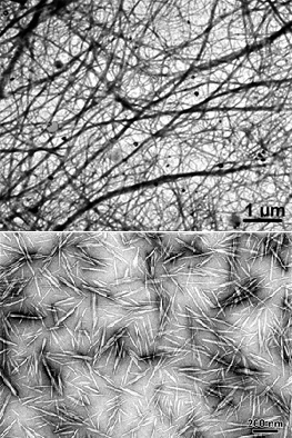 Nanomatériaux polysaccharides et applications potentielles