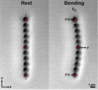 Contact and macroscopic ageing in colloidal suspensions