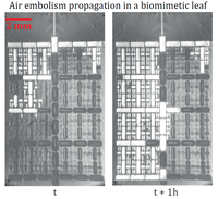 Nonlinear dynamics of confined soft objects : from oil in porous media to tree embolism