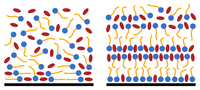 Interfacial structure of a long chain ionic liquid