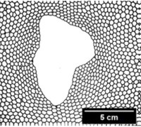 MASS TRANSFER IN FOAMS IN ONE, TWO AND THREE DIMENSIONS