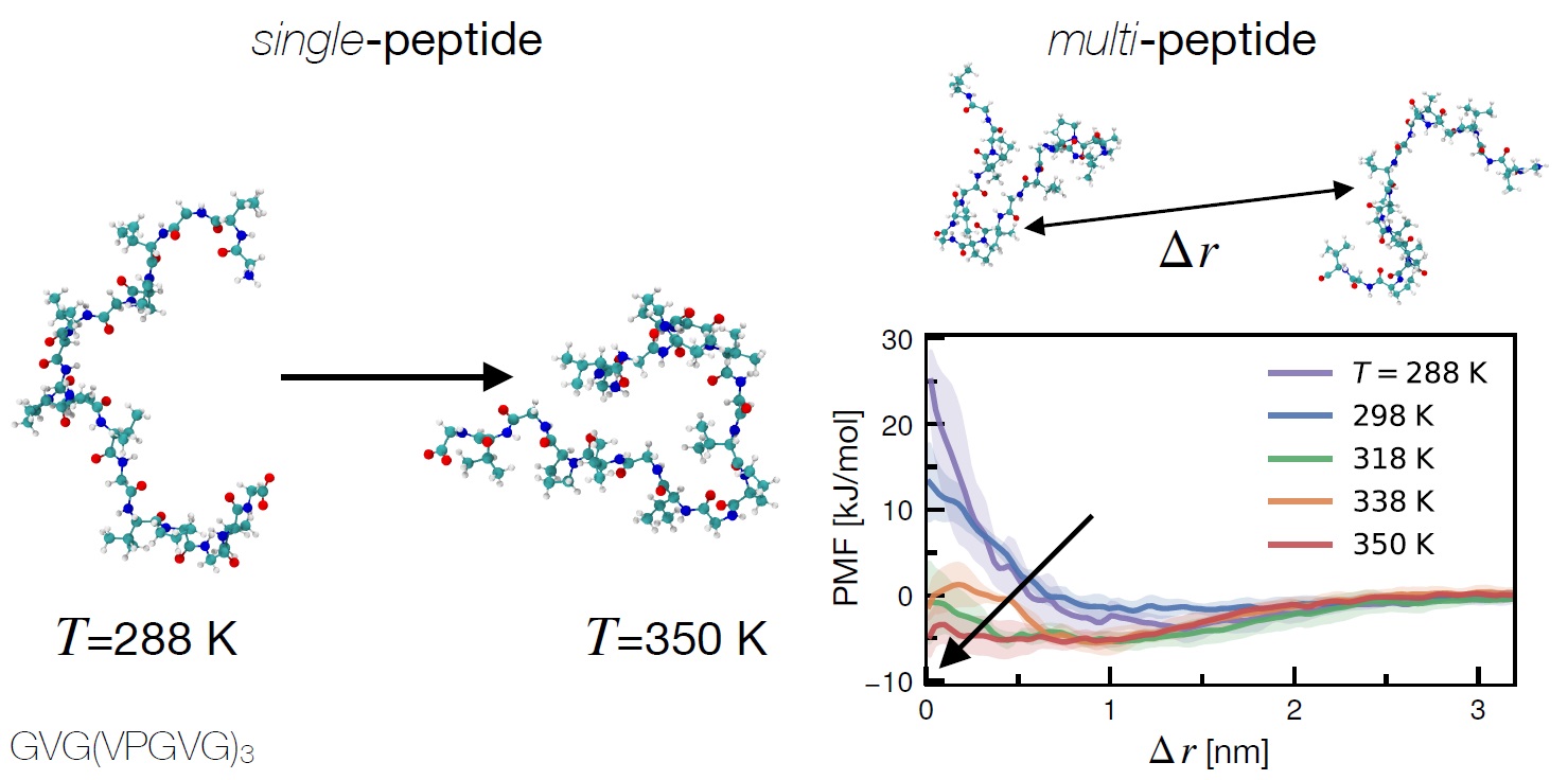 Phase behaviour of thermo-responsive polypeptides