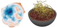 Scale-free wrinkling of cell nuclei and vortex line entanglement of active suspensions