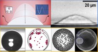 Phase separation and interface dynamics: near-critical droplet spreading and evaporation, and colloidal skin formation