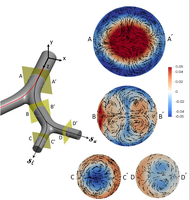 Gas transport during high-frequency ventilation