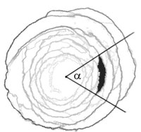 Avalanches in cohesive granular matter