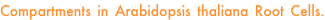 shapeimage_19_link_44