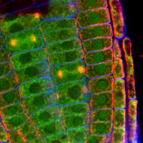 Un nouveau mécanisme de la divison des cellules végétales a été identifié