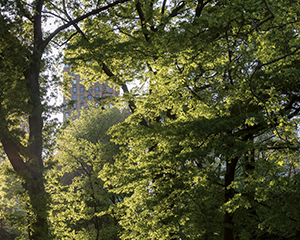 La ville-forêt.