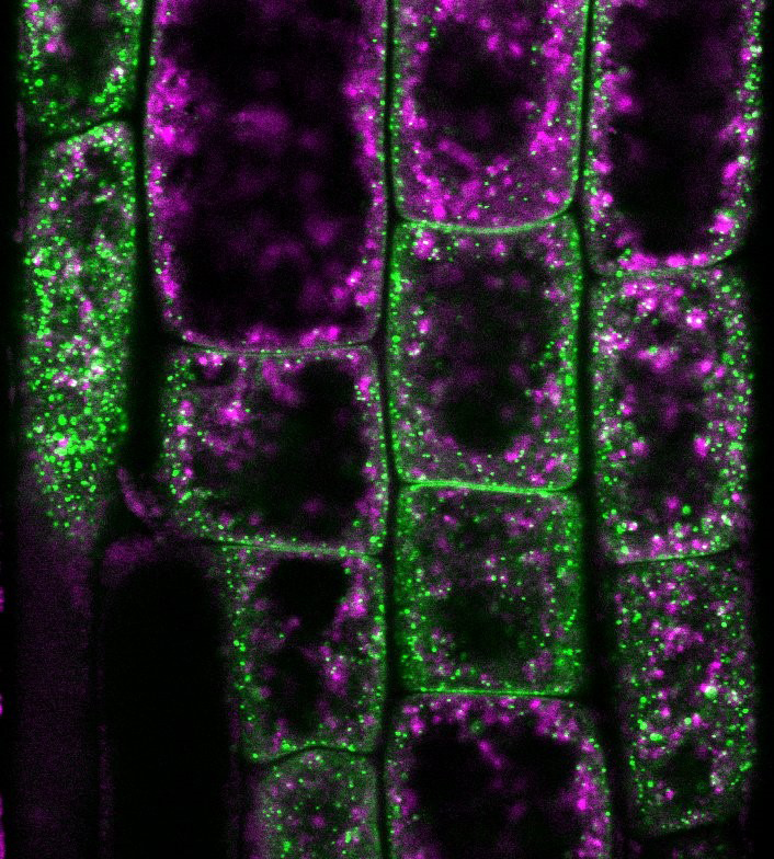 Nouveaux résultats concernant l'identité de la membrane plasmique