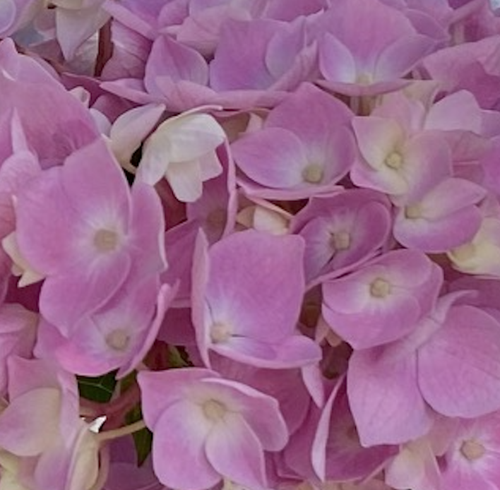 Des scientifiques du RDP et des enseignants du département de biologie de l'ENS de Lyon ont animé un atelier sur la couleur des fleurs