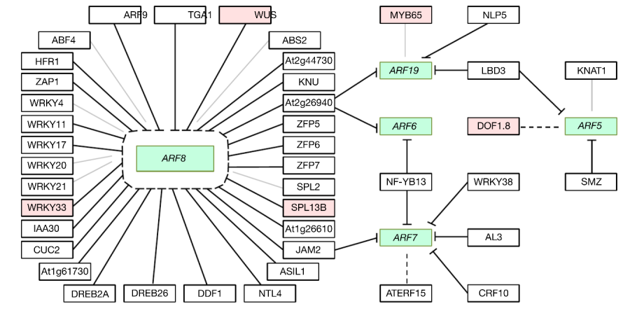 A network of transcriptional repressors modulates auxin responses - in Nature