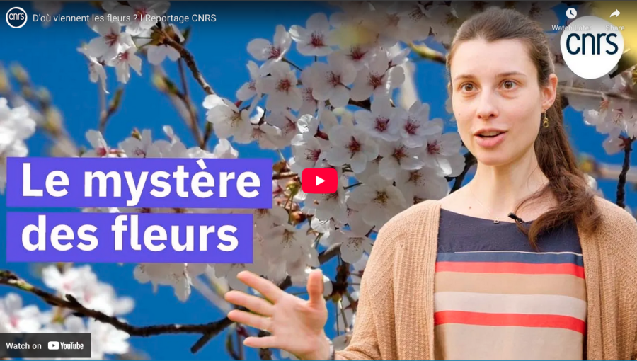 Vidéo reportage CNRS : D'où viennent les fleurs ? 
