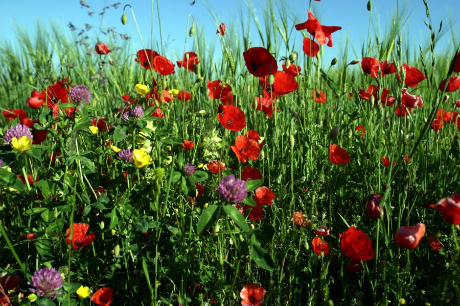 Le Progrès : Performance ou robustesse ? Et si les plantes nous montraient la voie...