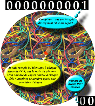 Analogie ADN-lastiques suite ...