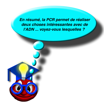 En rsume : que permet de raliser la PCR ?