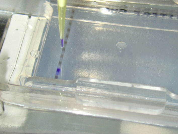 Dépôt des échantillons à analyser dans le gel d'agarose