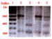 Analyse des rsultats par lectrophorse en gel d'agarose