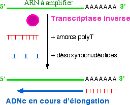 Première étape : synthèse de l'ADNc