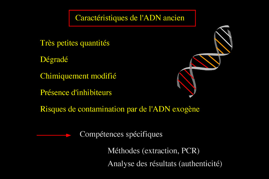 Caractristiques de l'ADN ancien