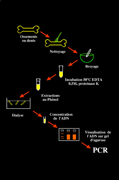 Principe de l'extraction de l'ADN