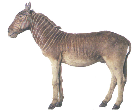 Le Quagga