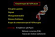 Caractristiques de l'ADN ancien