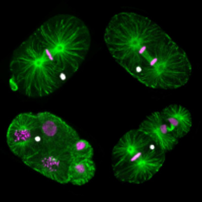 Montage of fluorescent images of M. belari embryos as they divide. The cytoskeleton appears in green, female DNA in magenta, and male DNA in white. Male DNA is not included in the nucleus of embryonic cells as they undergo division.