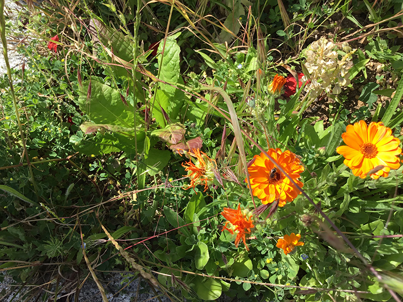 Garden in sprintime