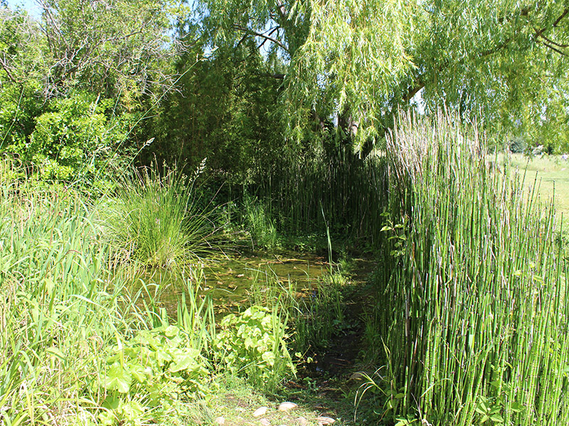 Garden in summer