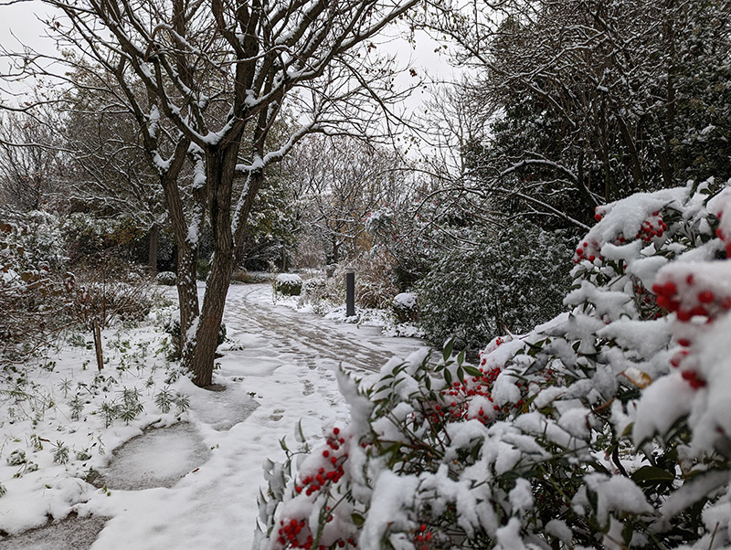 Garden in winter