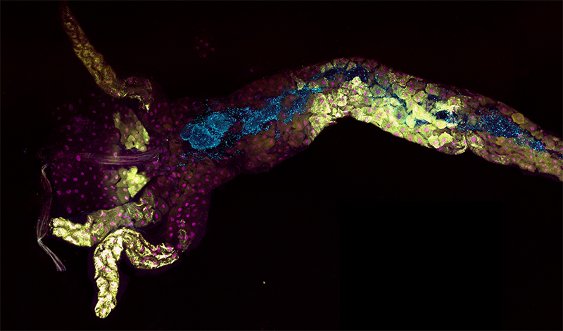 Figure _c_T. Grenier et al.