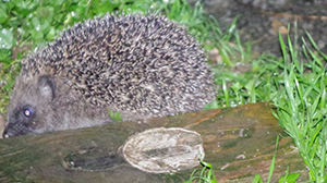 Descartes' garden hedgehog