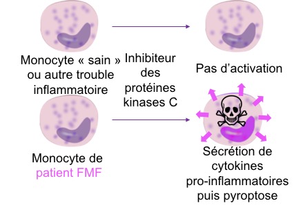 Monocytes