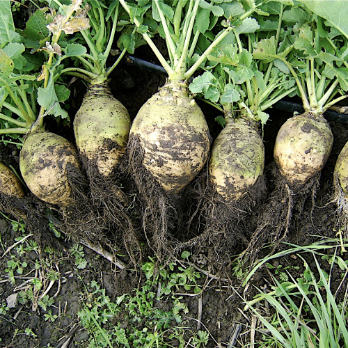 Rutabaga