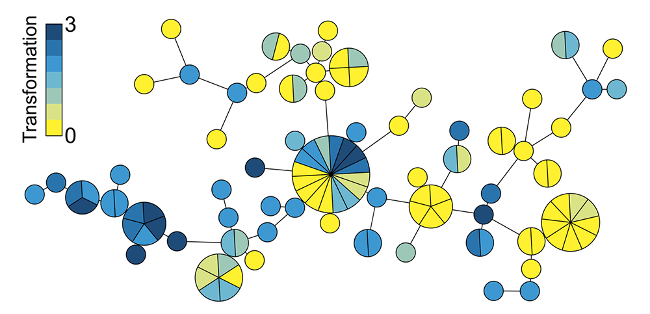 Conservation of natural transformation in legionella bacteria