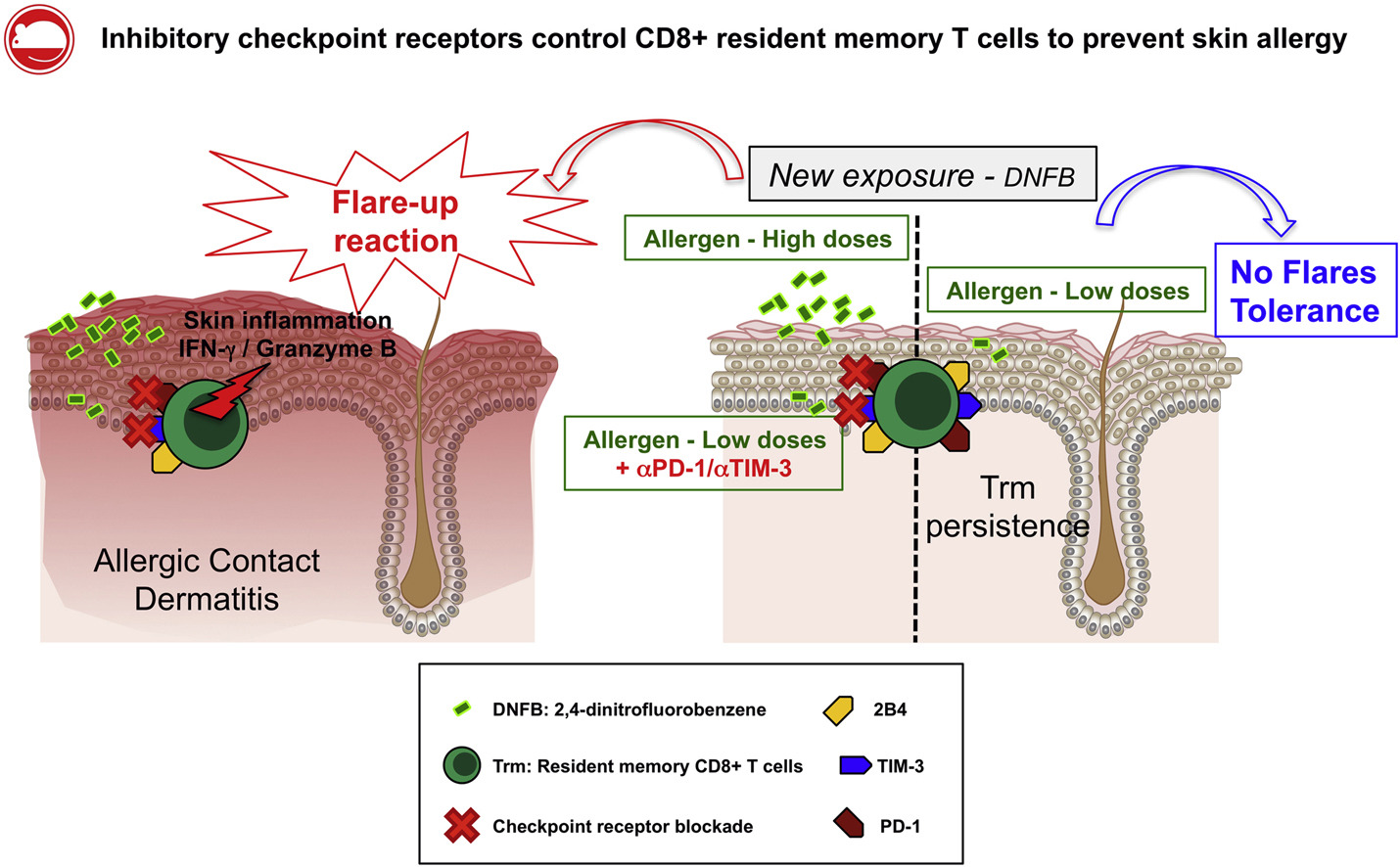 Schéma publication CIRI eczema