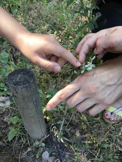 pollination workshop