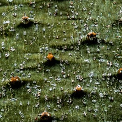 Photographie macro d'une mousse organique