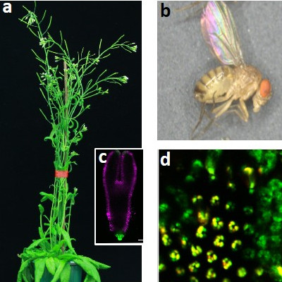 La plante Arabidopsis et la mouche Drosophila