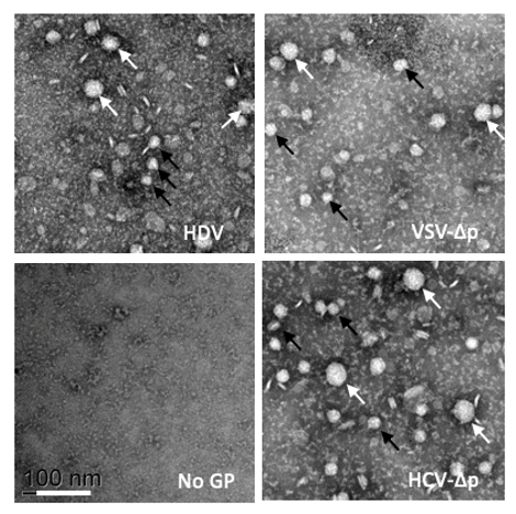 Les particules du VHD générées avec des glycoprotéines (GP) d'enveloppe hétérologues sont infectieuses.