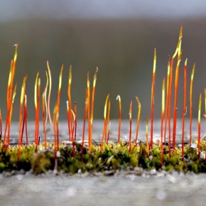 Le sporophyte de mousse est une tige à croissance définie