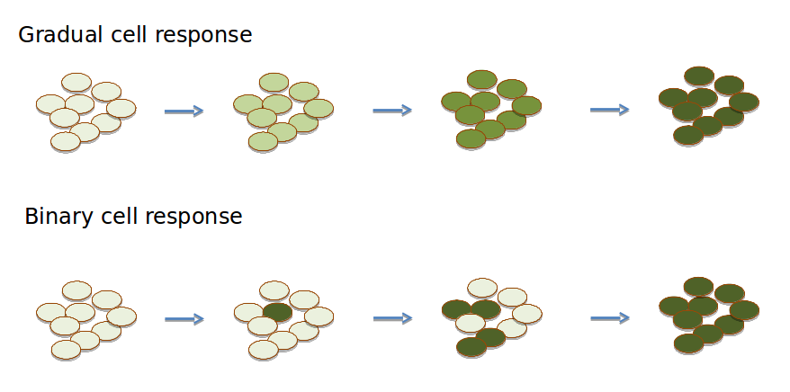 Illustration de la réponse des cellules