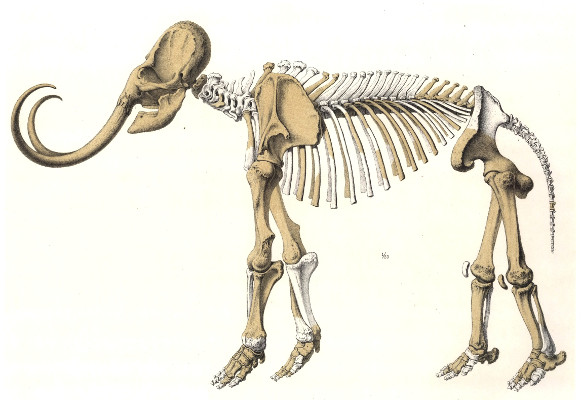 Elephas intermedius (Jourdan) Trouvé dans le Lehm en 1859, rue des Trois Artichauts à Lyon. Squelette monté par Mr Charles Revil préparateur au Muséum de Lyon