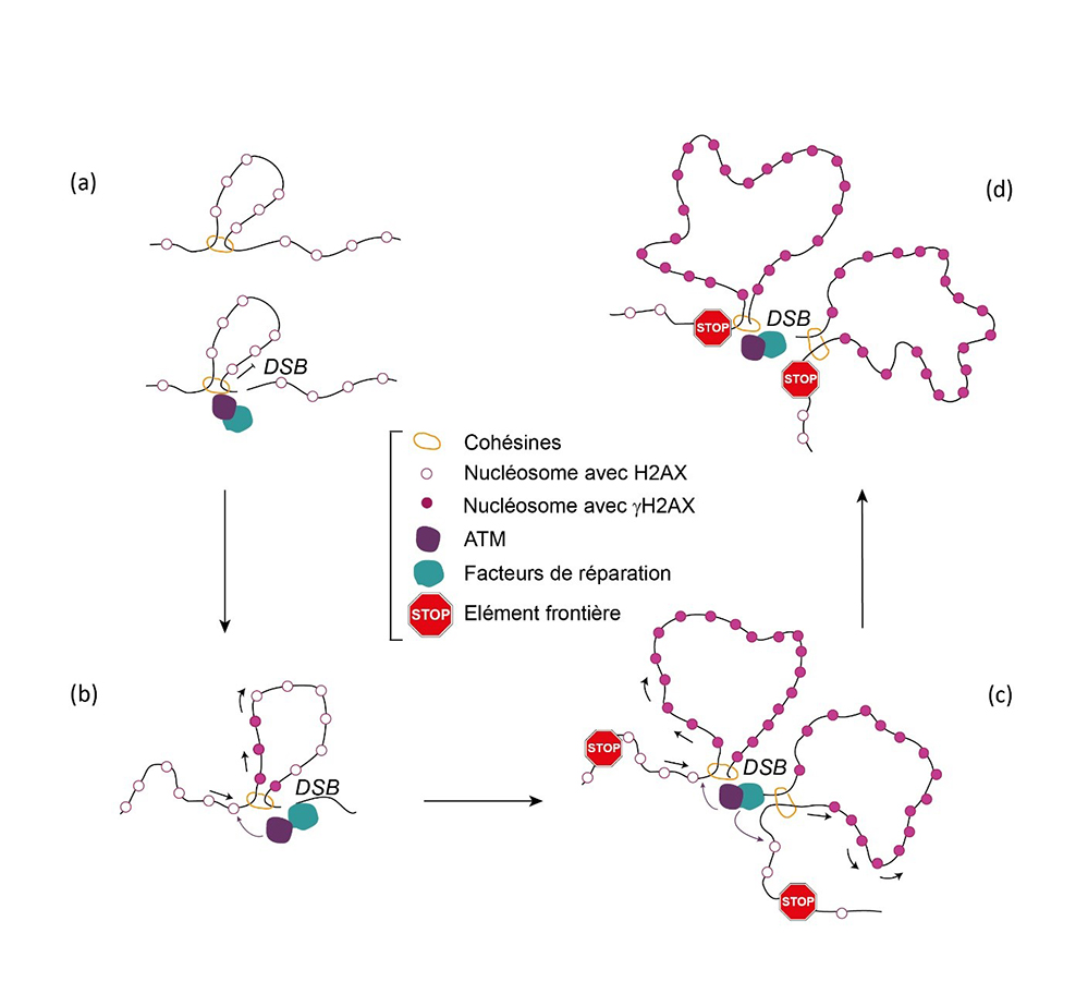 Le processus d’extrusion de boucle de chromatine médié par les cohésines aux DSB assure l’établissement des foyers de réparation.